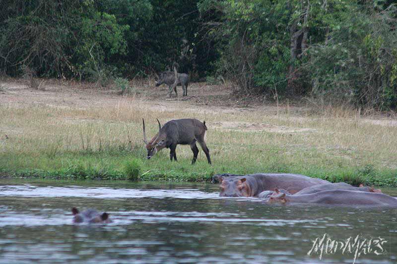 Mud Maps Africa Murchison Falls NP 2673